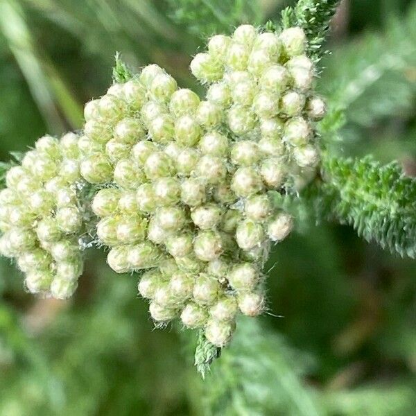 Achillea odorata Flower