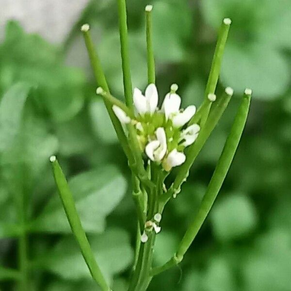 Cardamine flexuosa Ffrwyth