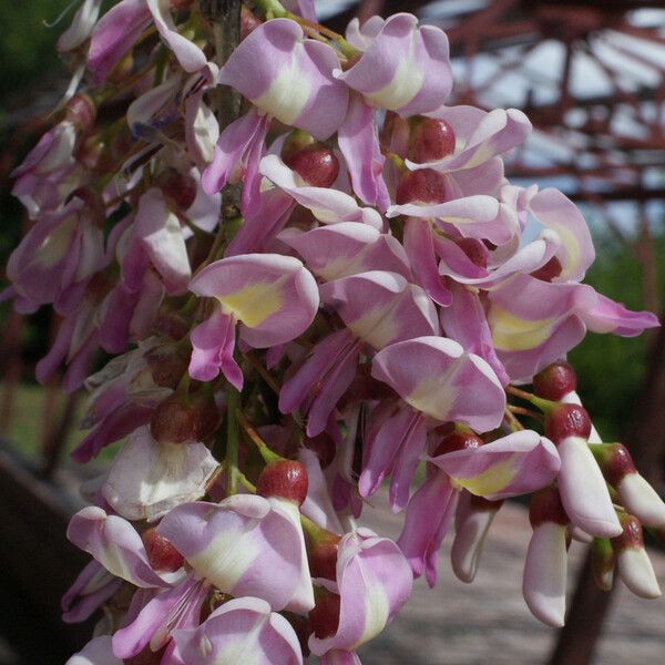 Lonchocarpus heptaphyllus Flower