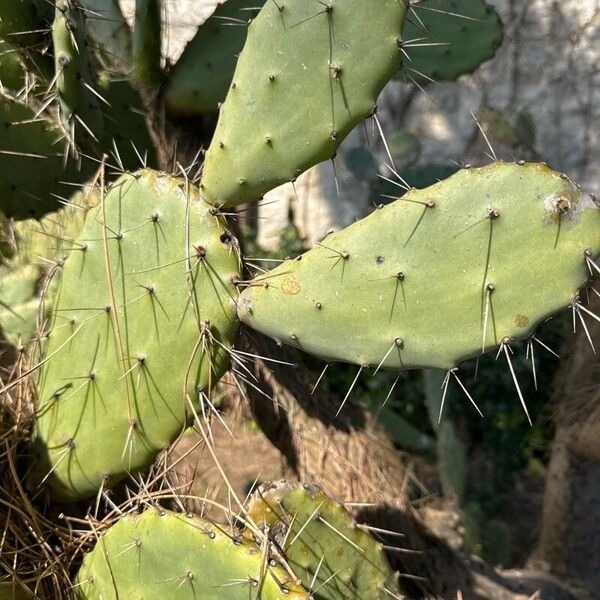 Opuntia elatior Lapas