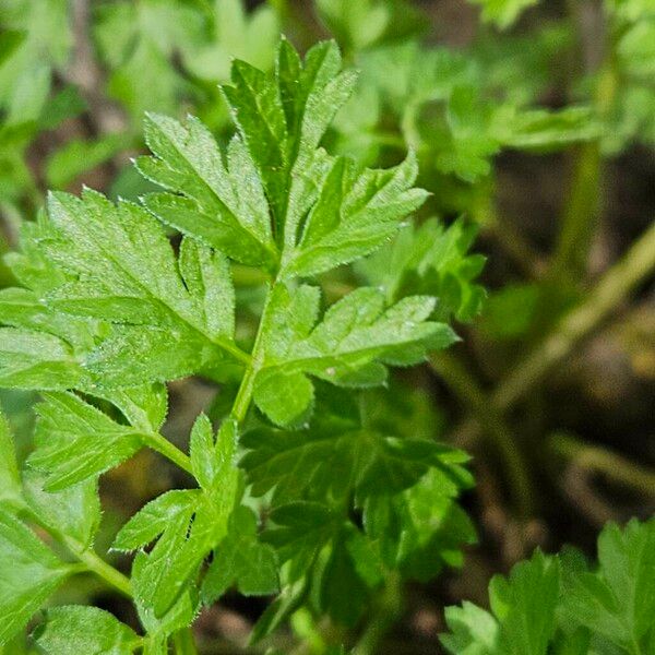 Anthriscus cerefolium পাতা