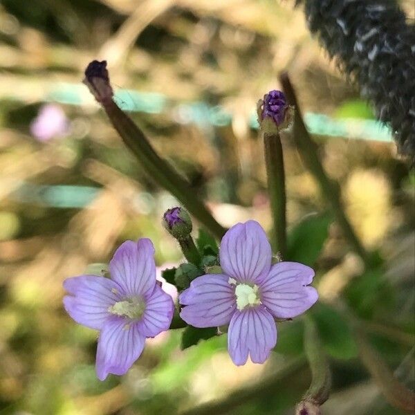 Epilobium parviflorum Kwiat