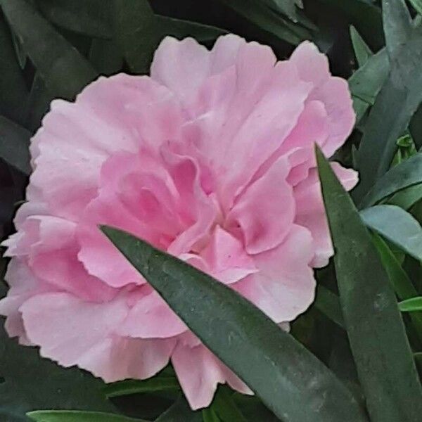 Dianthus caryophyllus Flor