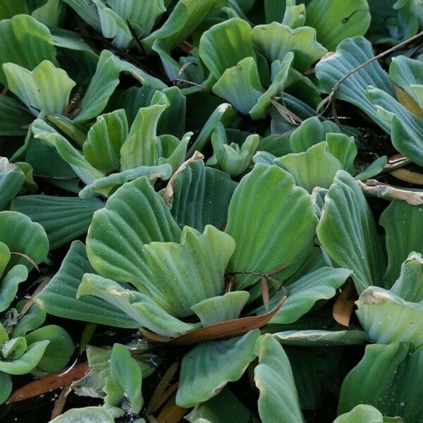 Pistia stratiotes Leaf