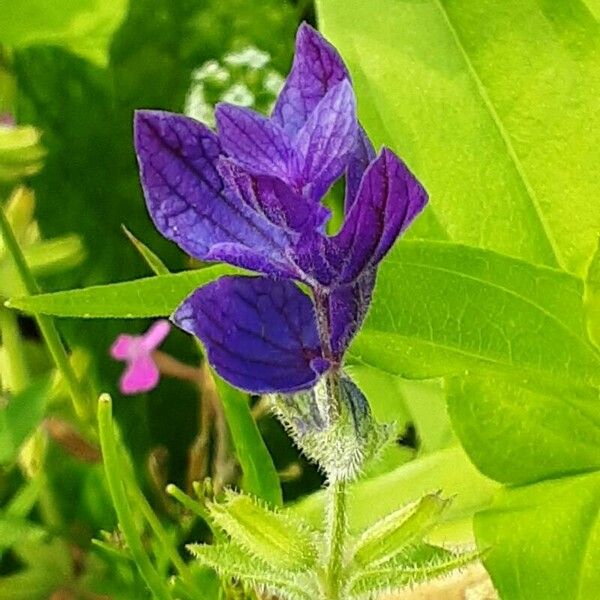 Salvia viridis Blüte