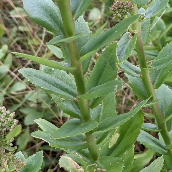 Hylotelephium telephium Leaf