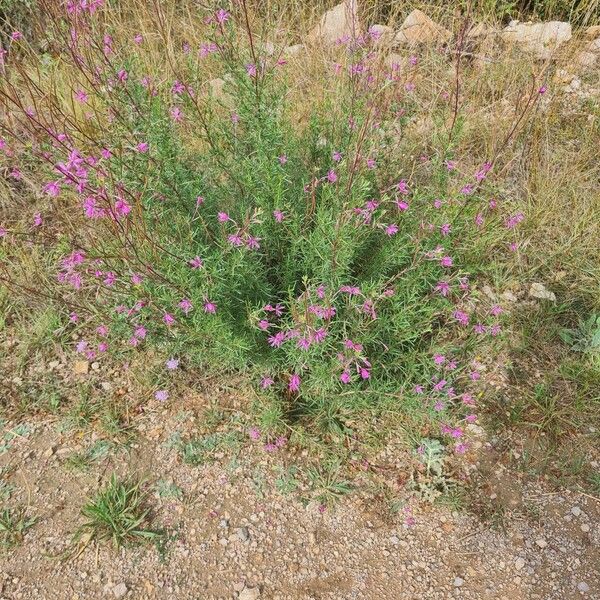 Epilobium dodonaei Habitus