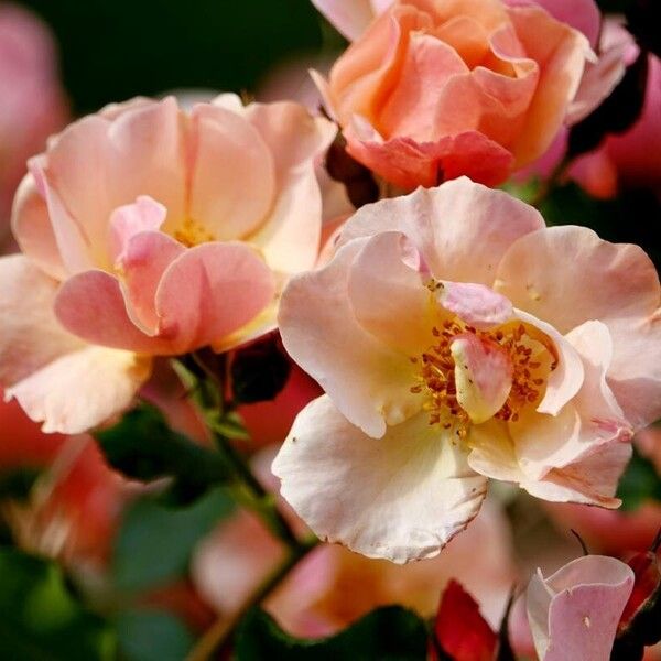 Rosa glauca Flower