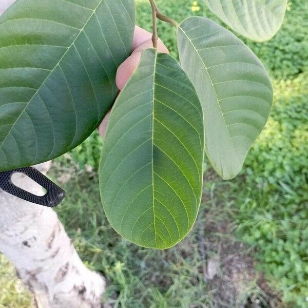 Annona cherimola ഇല