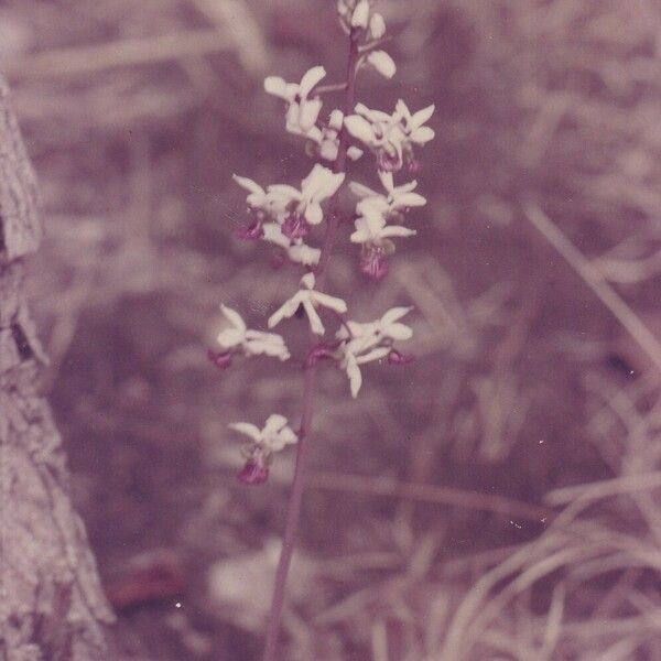 Eulophia cristata Blodyn