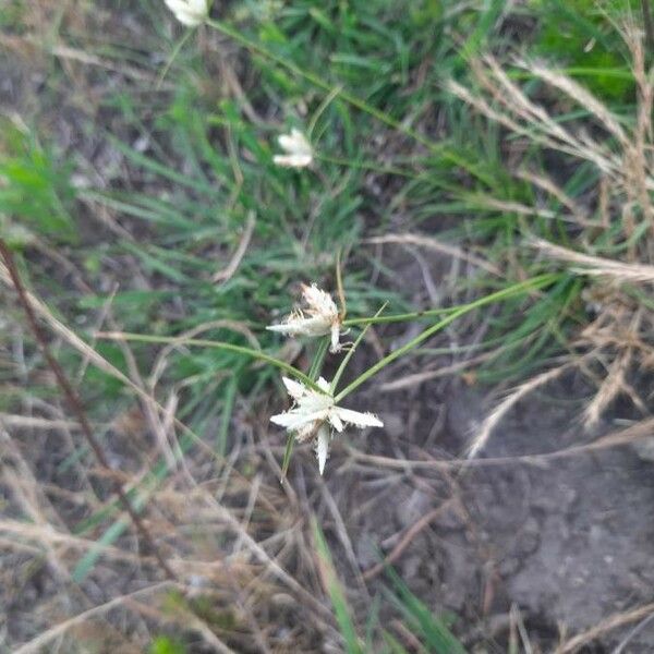 Cyperus niveus Žiedas