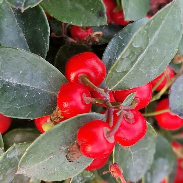 Gaultheria procumbens ফল