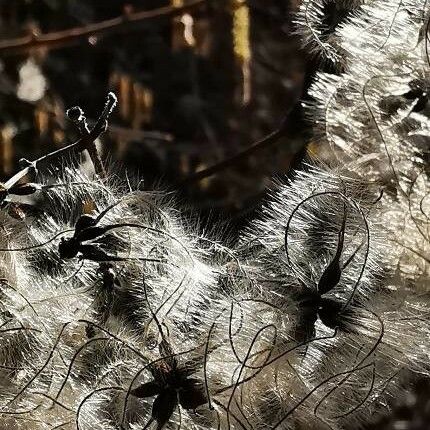 Clematis vitalba Lorea