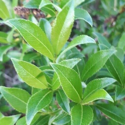 Salix glabra ᱥᱟᱠᱟᱢ