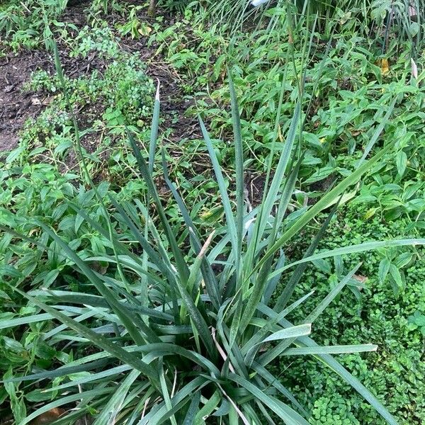 Dietes grandiflora Φύλλο