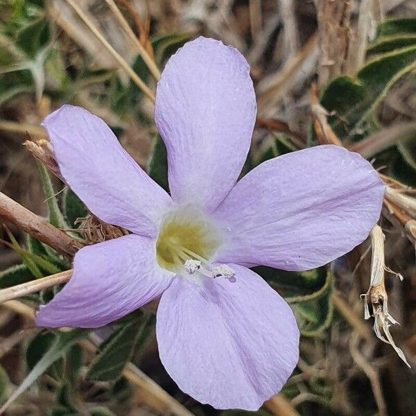 Barleria delamerei 花