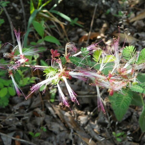 Calliandra eriophylla Žiedas