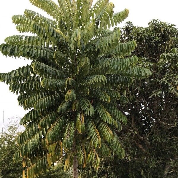 Imagem de referência para identificação da planta Biri-biri