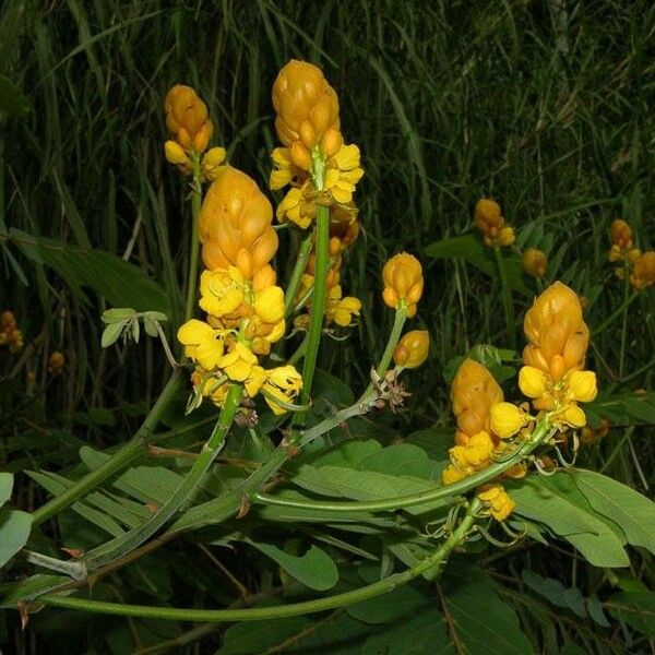 Senna reticulata Blüte