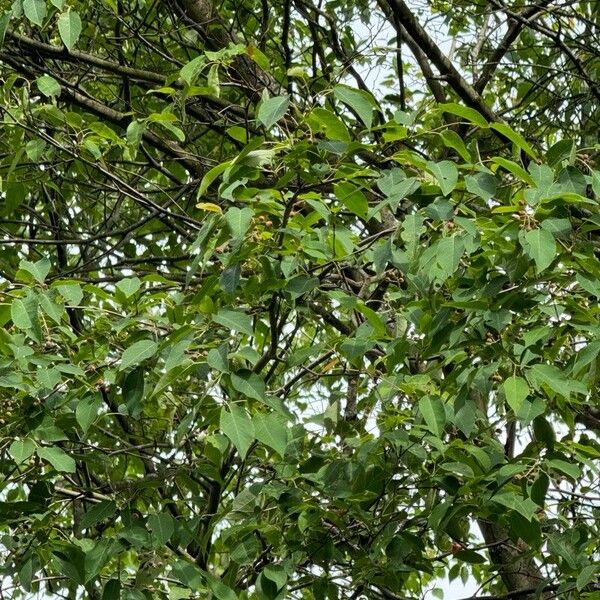 Amelanchier arborea পাতা