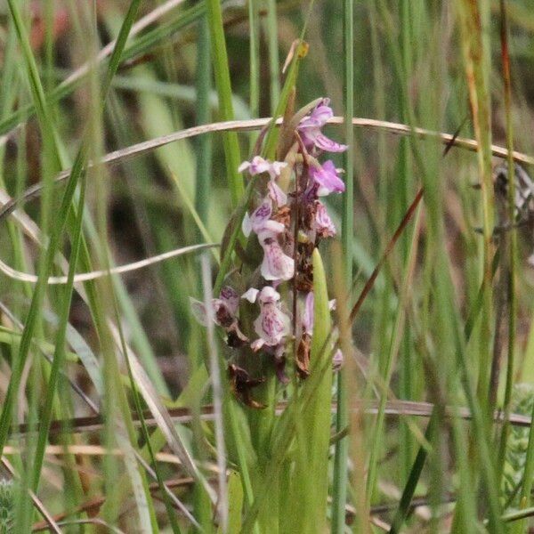 Dactylorhiza incarnata Flower