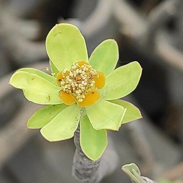 Euphorbia balsamifera Květ