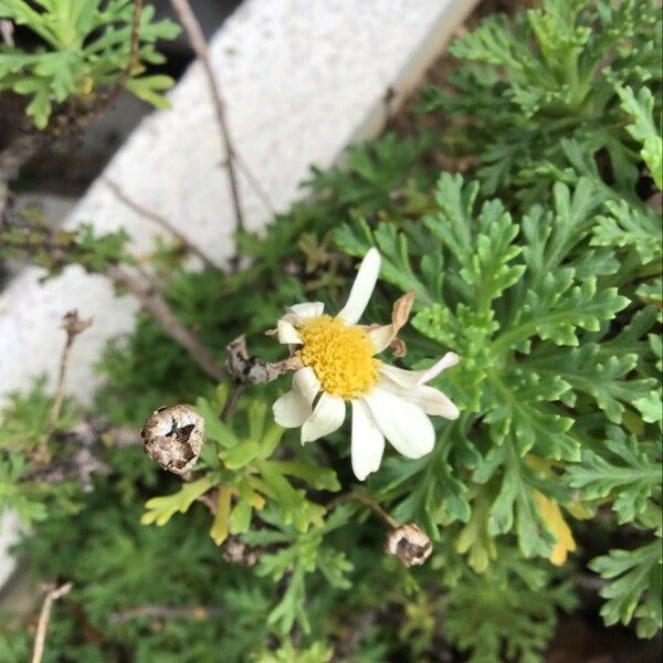 Argyranthemum frutescens Flower