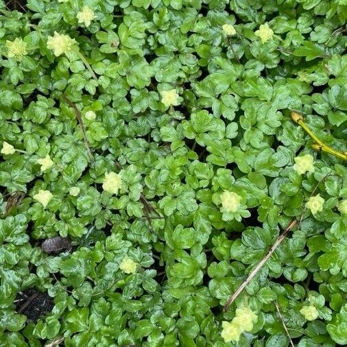 Adoxa moschatellina Blad