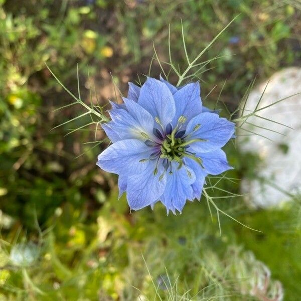 Nigella damascena Blüte