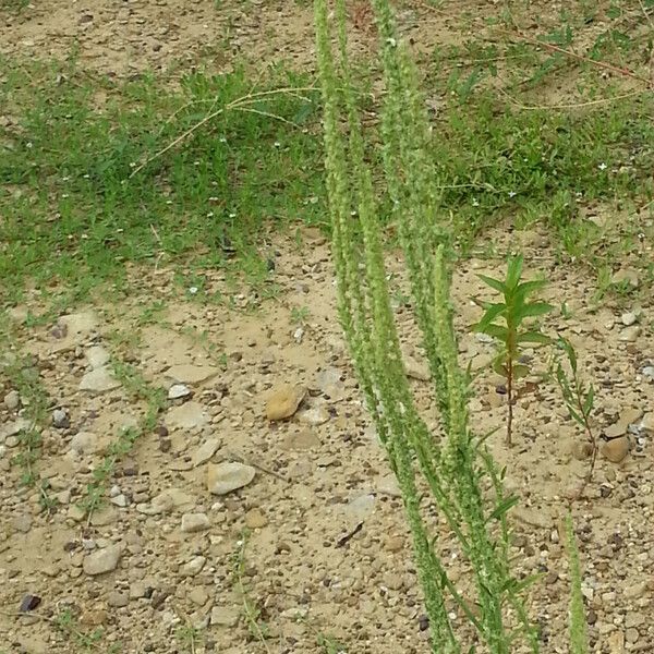 Amaranthus palmeri Blodyn