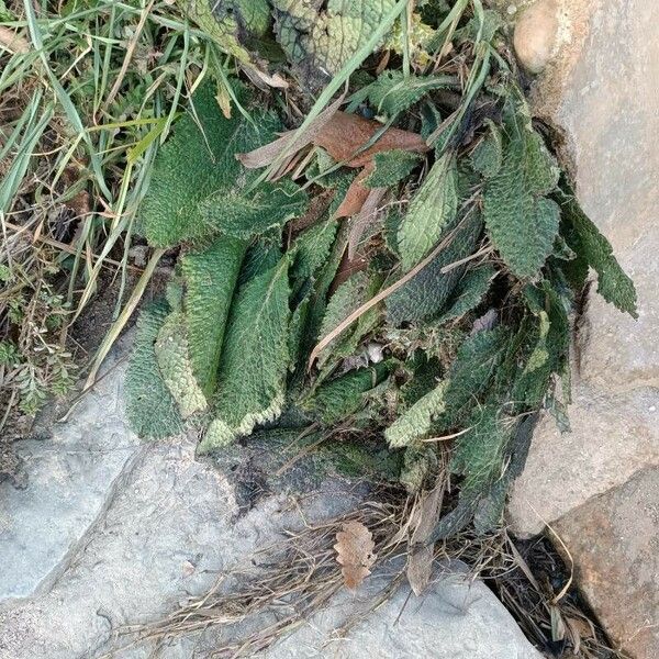 Stachys germanica ഇല