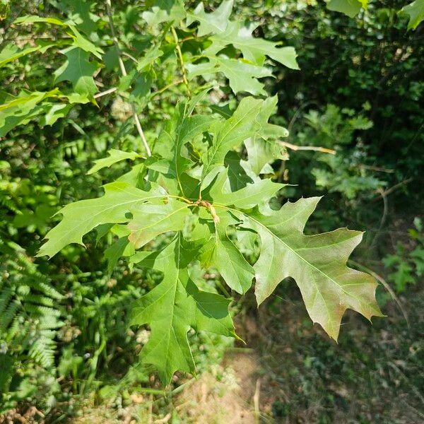 Quercus velutina Folio