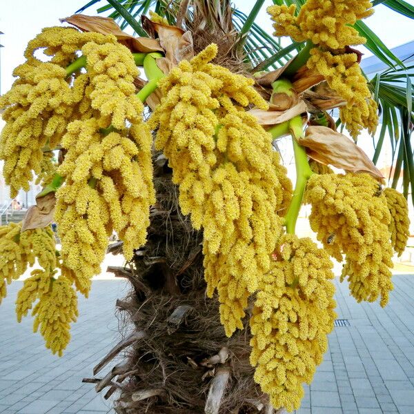 Trachycarpus fortunei Fiore