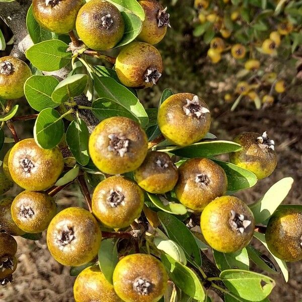 Pyrus spinosa Fruit