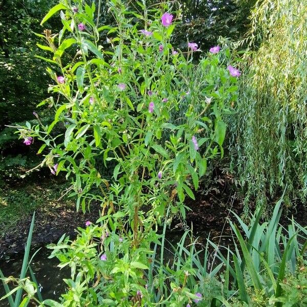 Epilobium hirsutum Elinympäristö