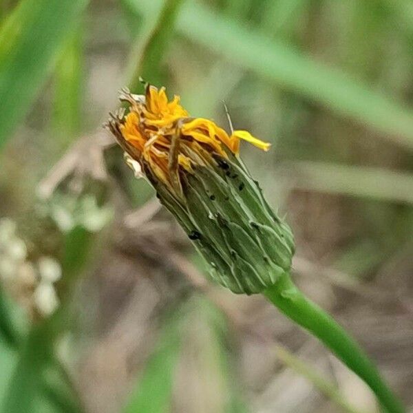 Hypochaeris glabra फूल