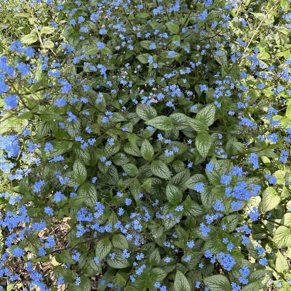 Brunnera macrophylla പുഷ്പം