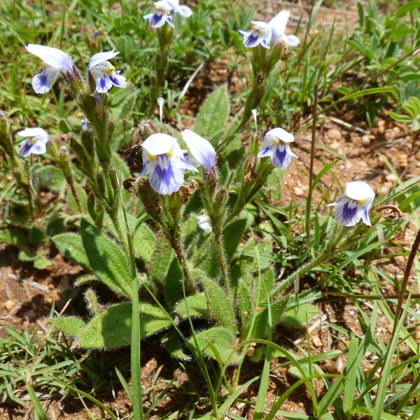 Craterostigma hirsutum Elinympäristö