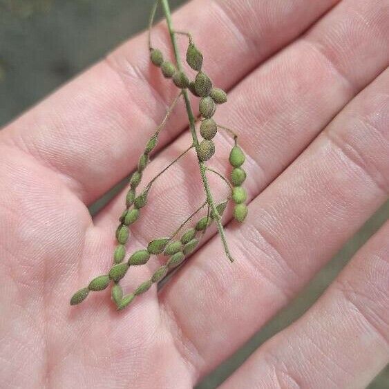 Desmodium tortuosum Frutto