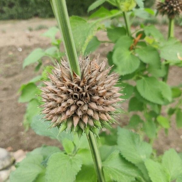 Leonotis nepetifolia Virág