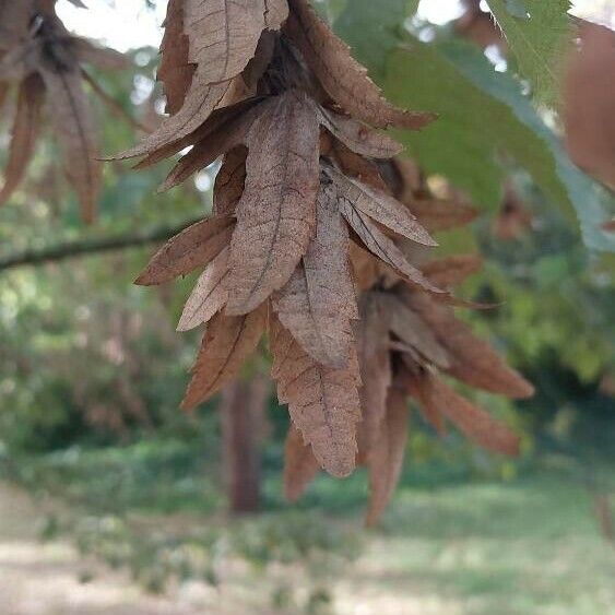 Ostrya carpinifolia Fruit