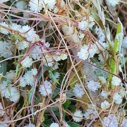 Cuscuta epilinum Flower