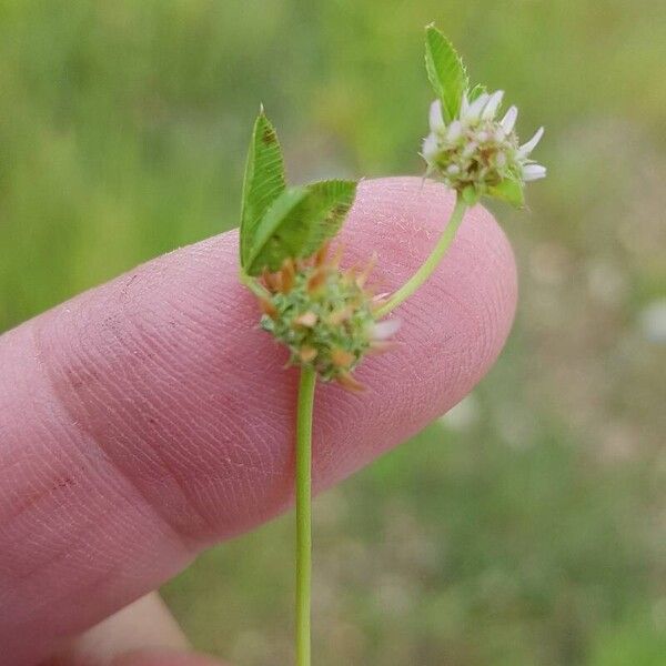 Trifolium glomeratum Квітка