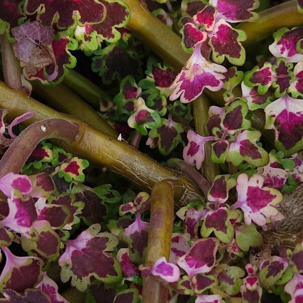 Coleus decurrens Casca