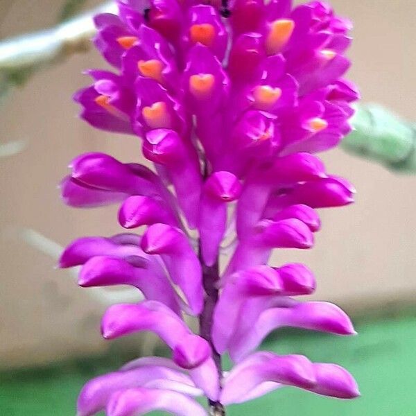 Dendrobium secundum Кветка