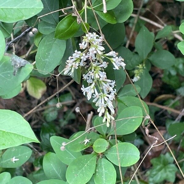 Ligustrum ovalifolium Kvet