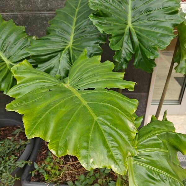 Alocasia macrorrhizos Blad