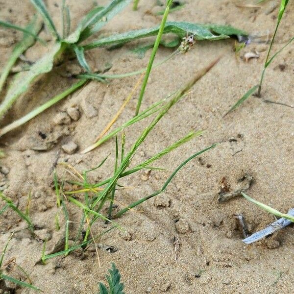 Festuca myuros Other