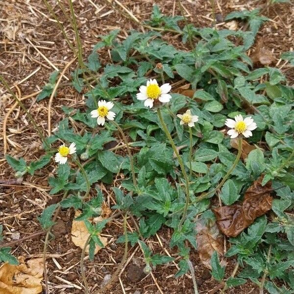 Tridax procumbens Flor