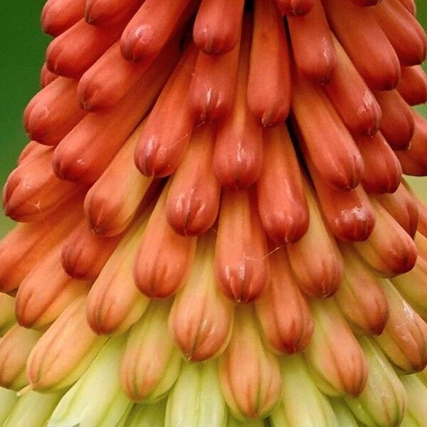 Kniphofia uvaria Sonstige